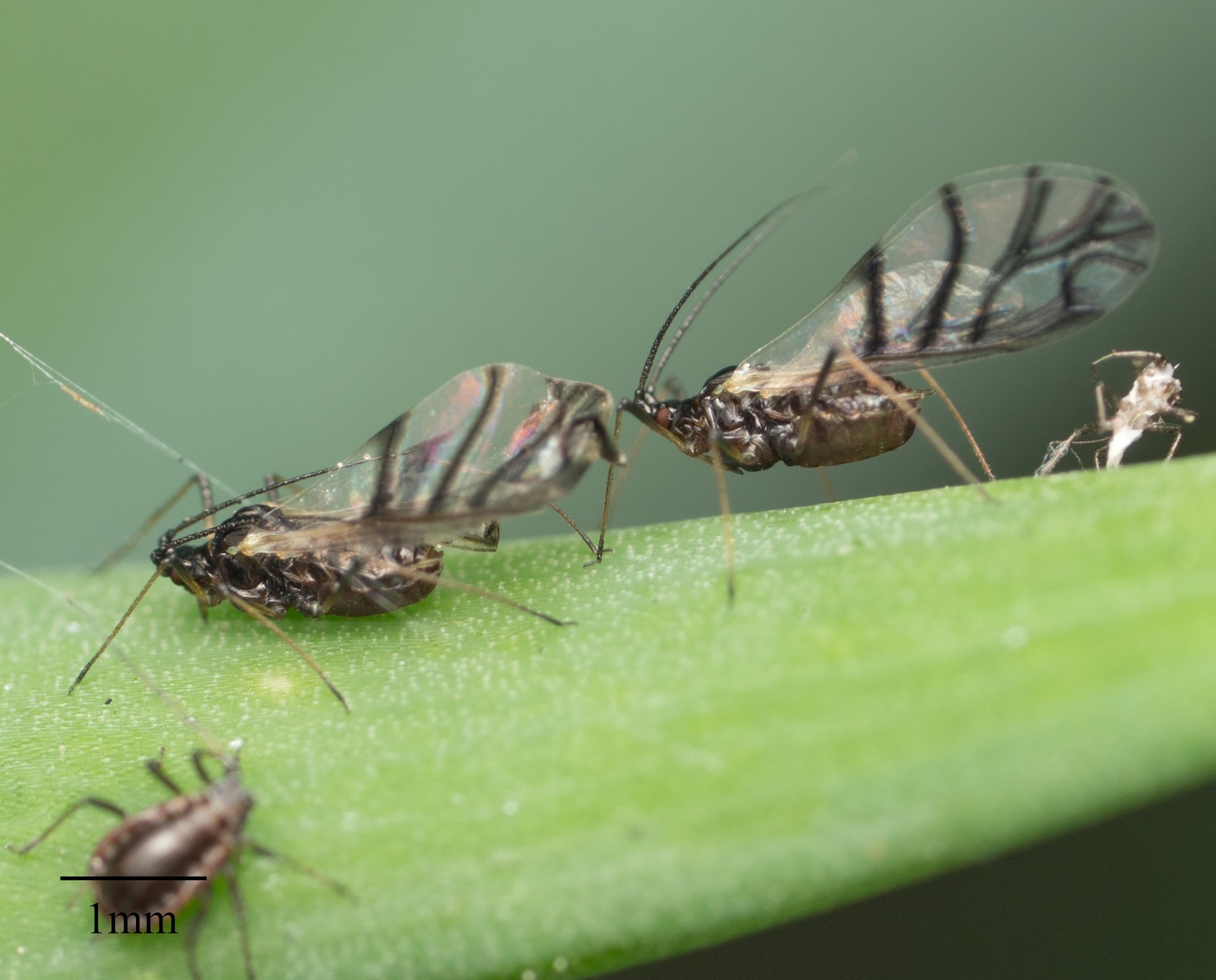 Neotoxoptera formosana