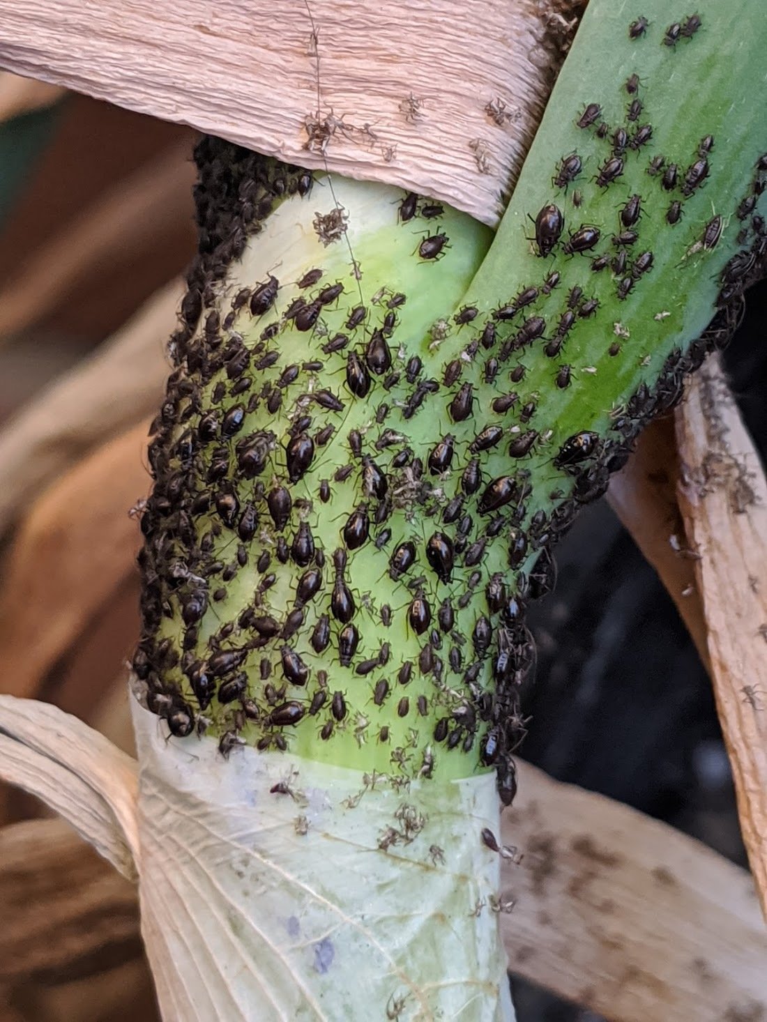 Neotoxoptera formosana