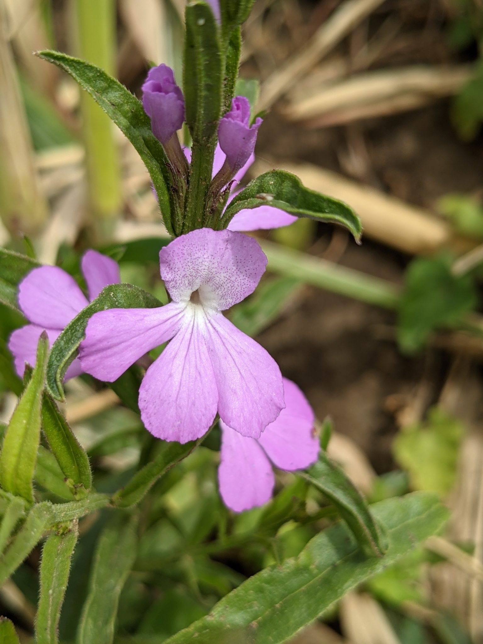 Striga hermonthica