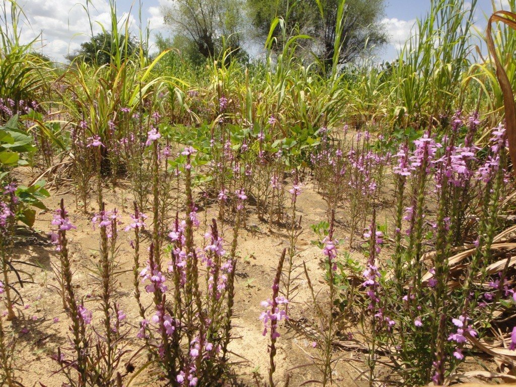 Striga hermonthica