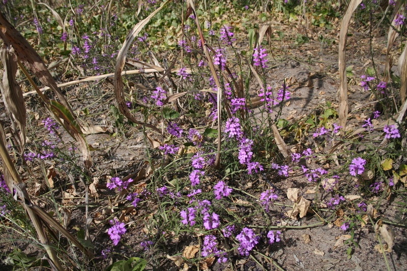 Striga hermonthica