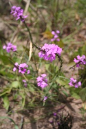 Striga hermonthica
