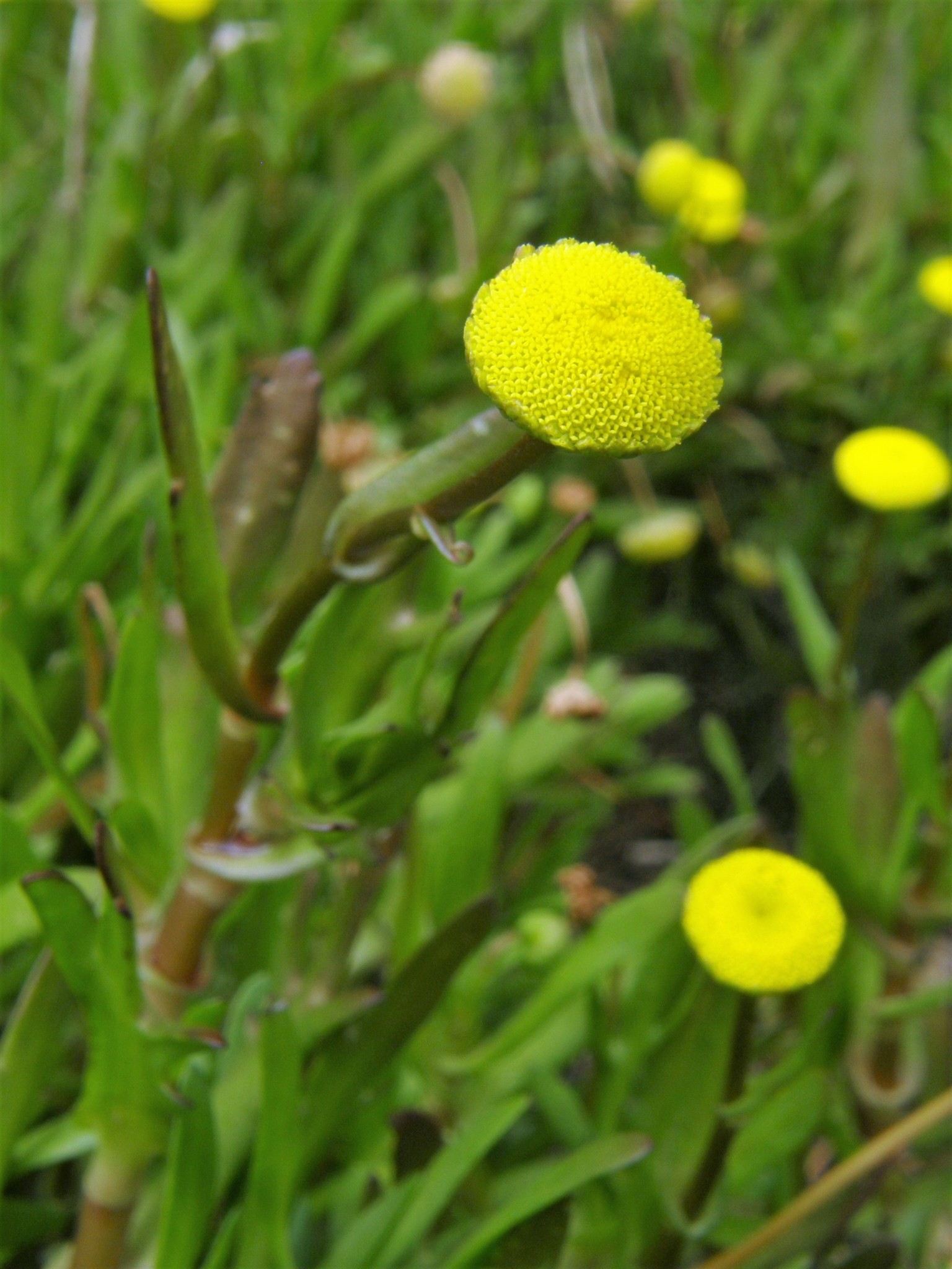 Cotula coronopifolia