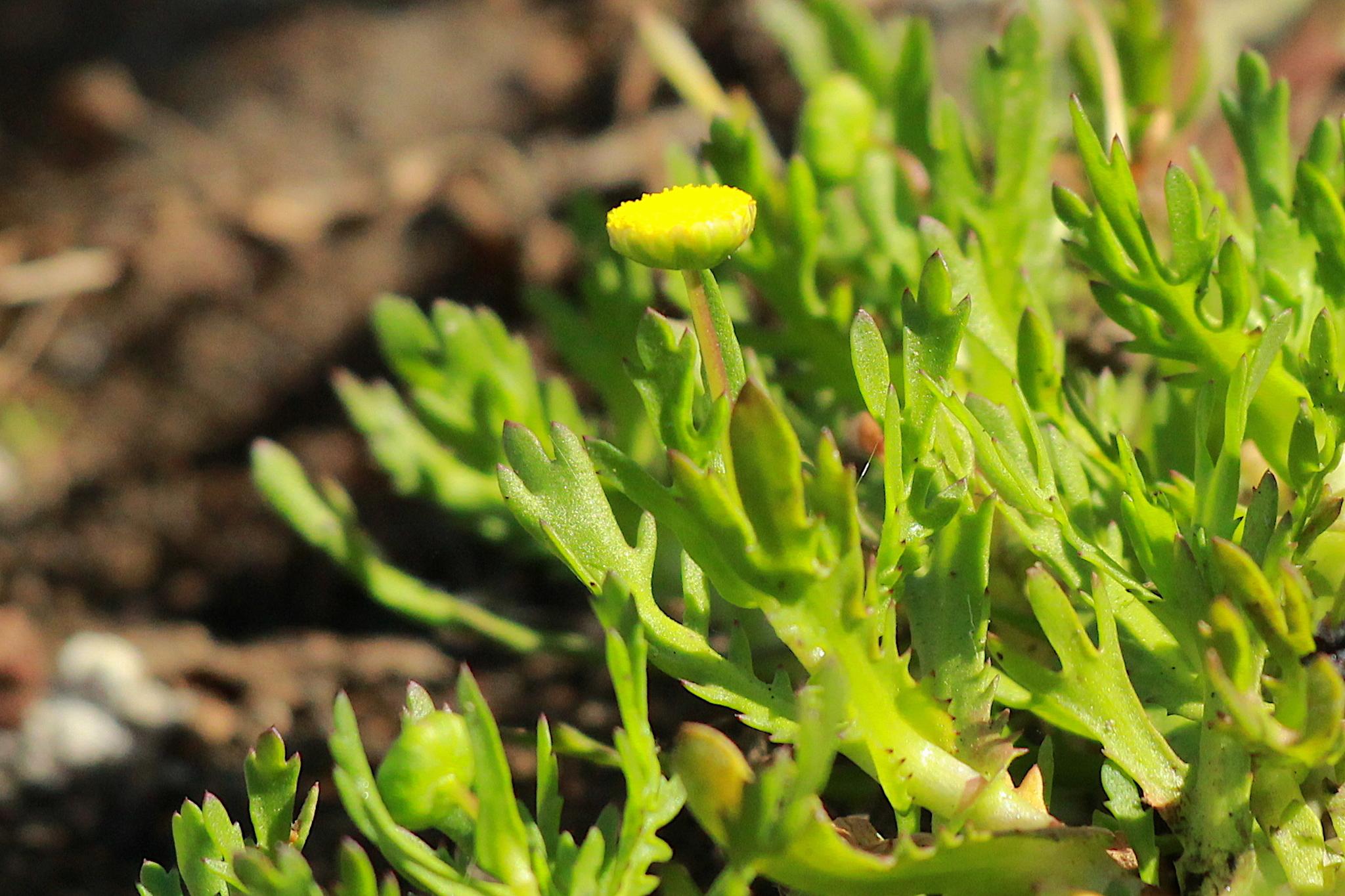 Cotula coronopifolia