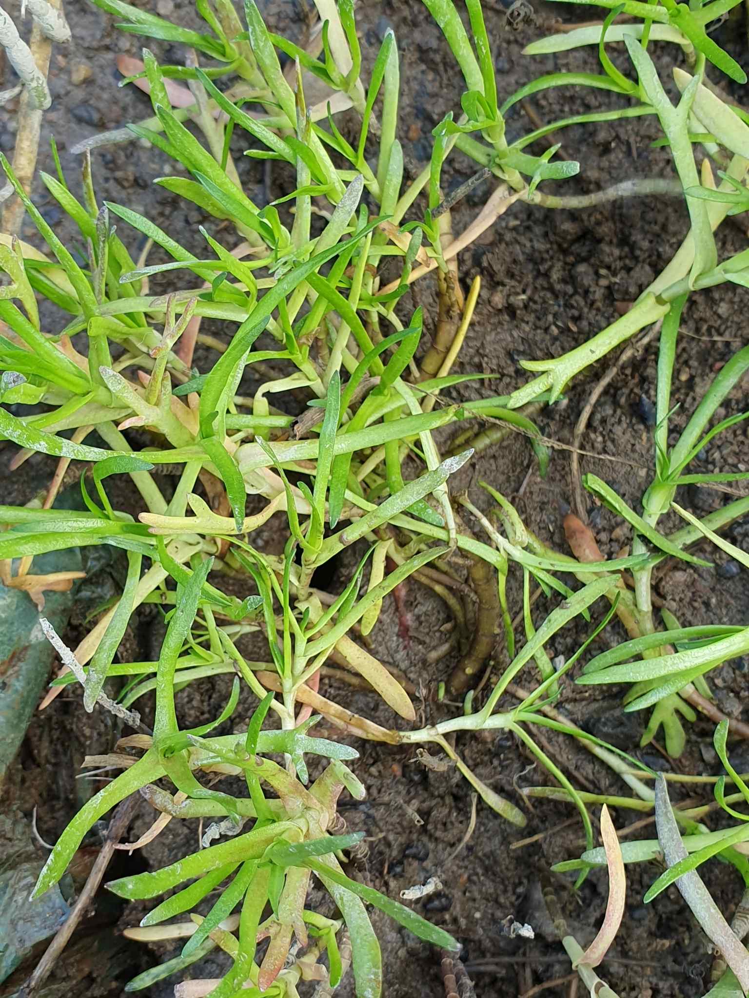 Cotula coronopifolia