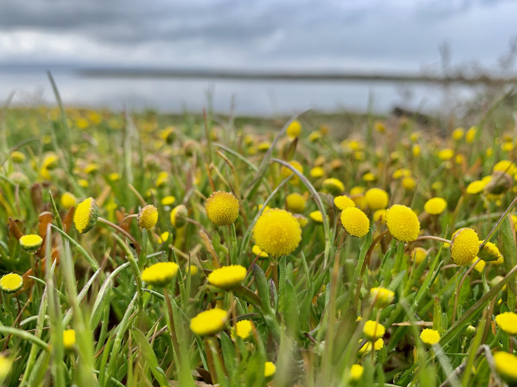 Cotula coronopifolia