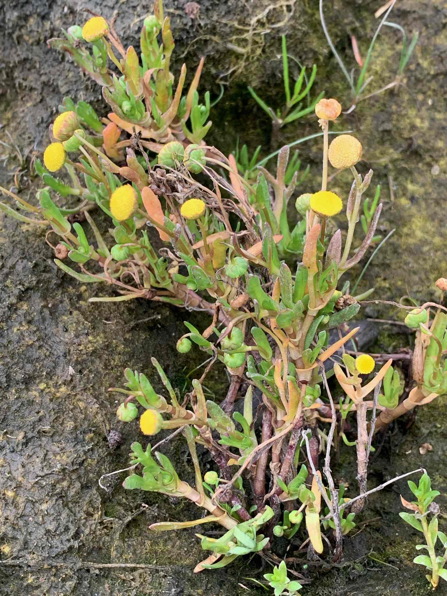 Cotula coronopifolia