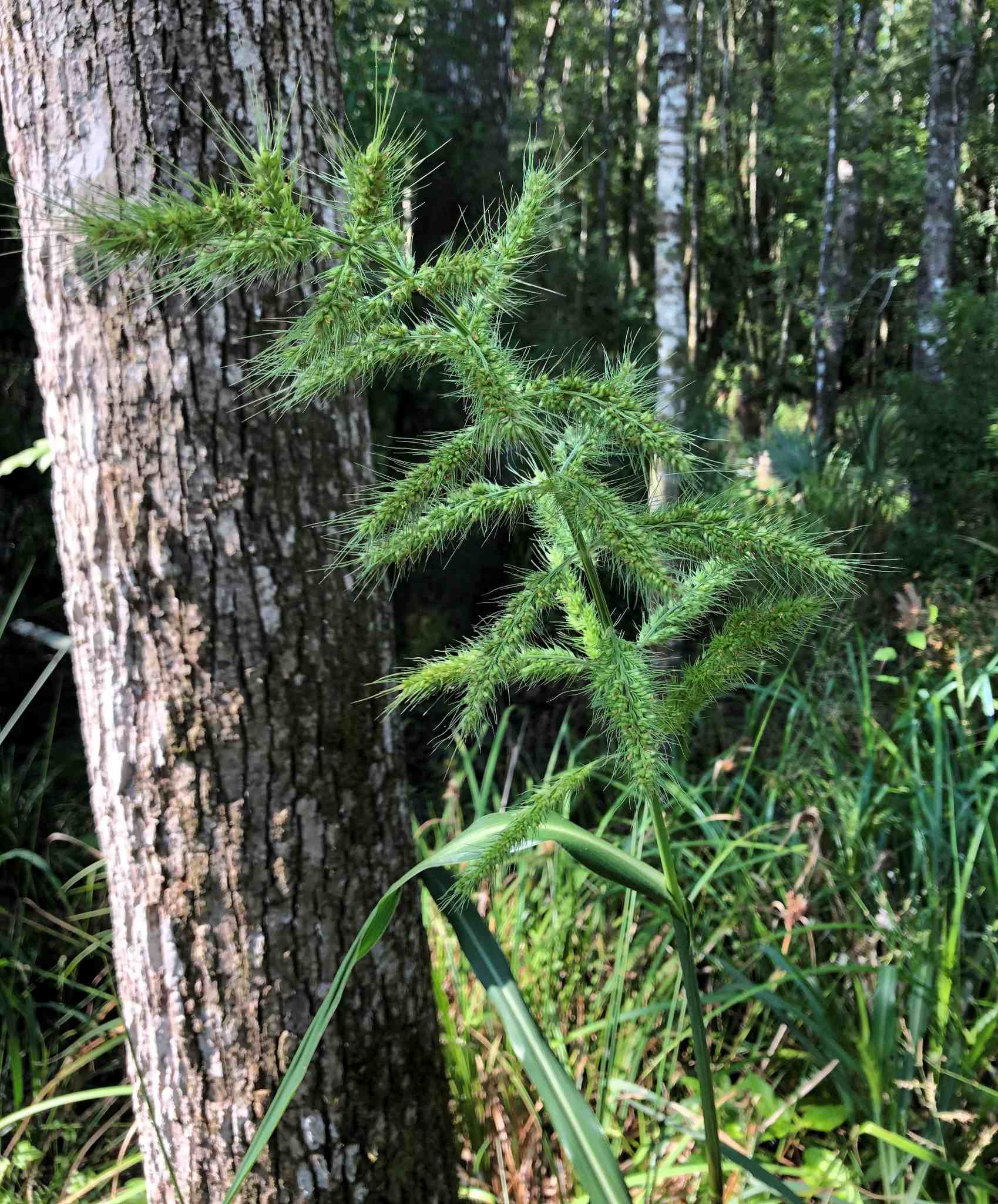 Echinochloa muricata