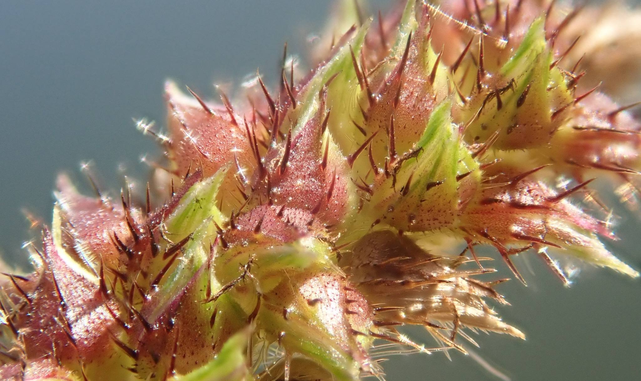 Echinochloa muricata