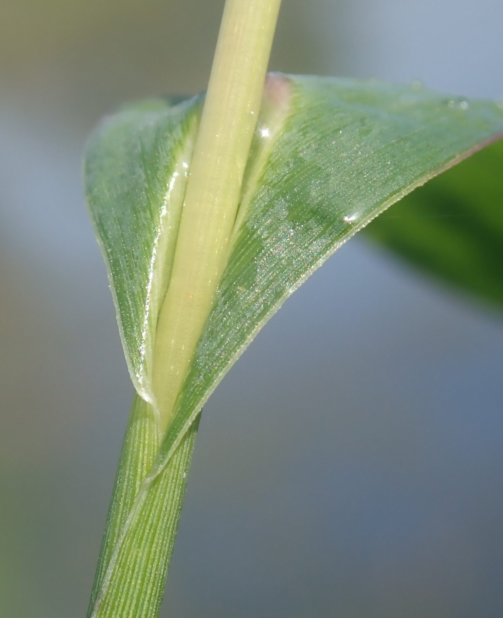 Echinochloa muricata