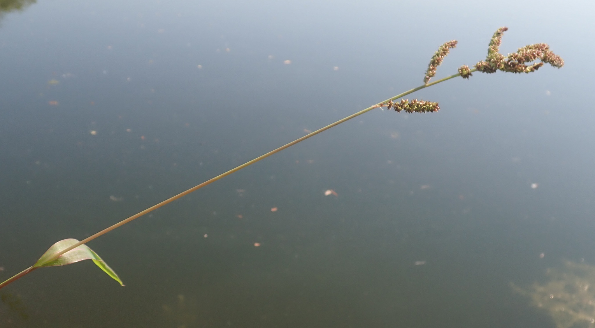 Echinochloa muricata