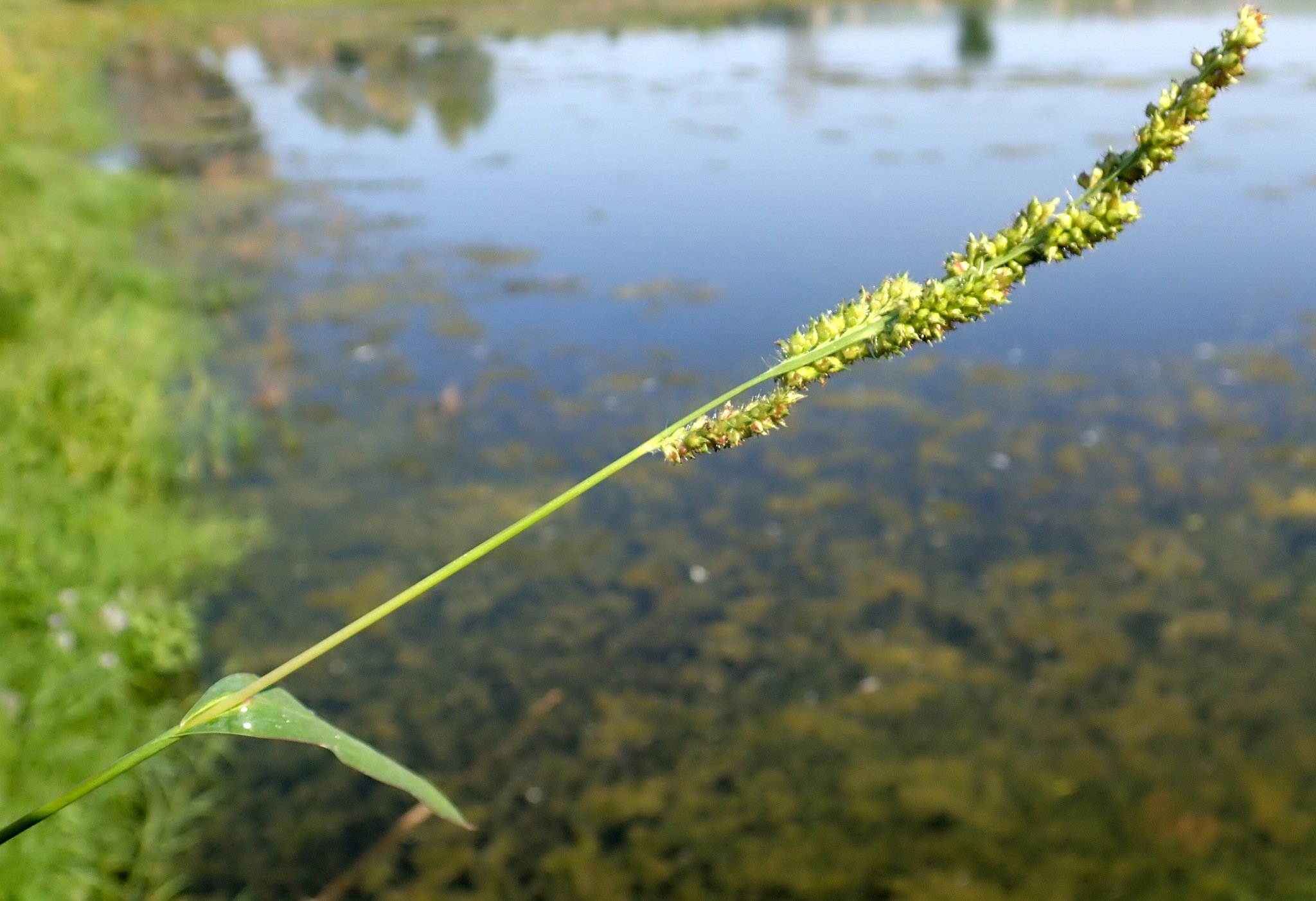 Echinochloa muricata