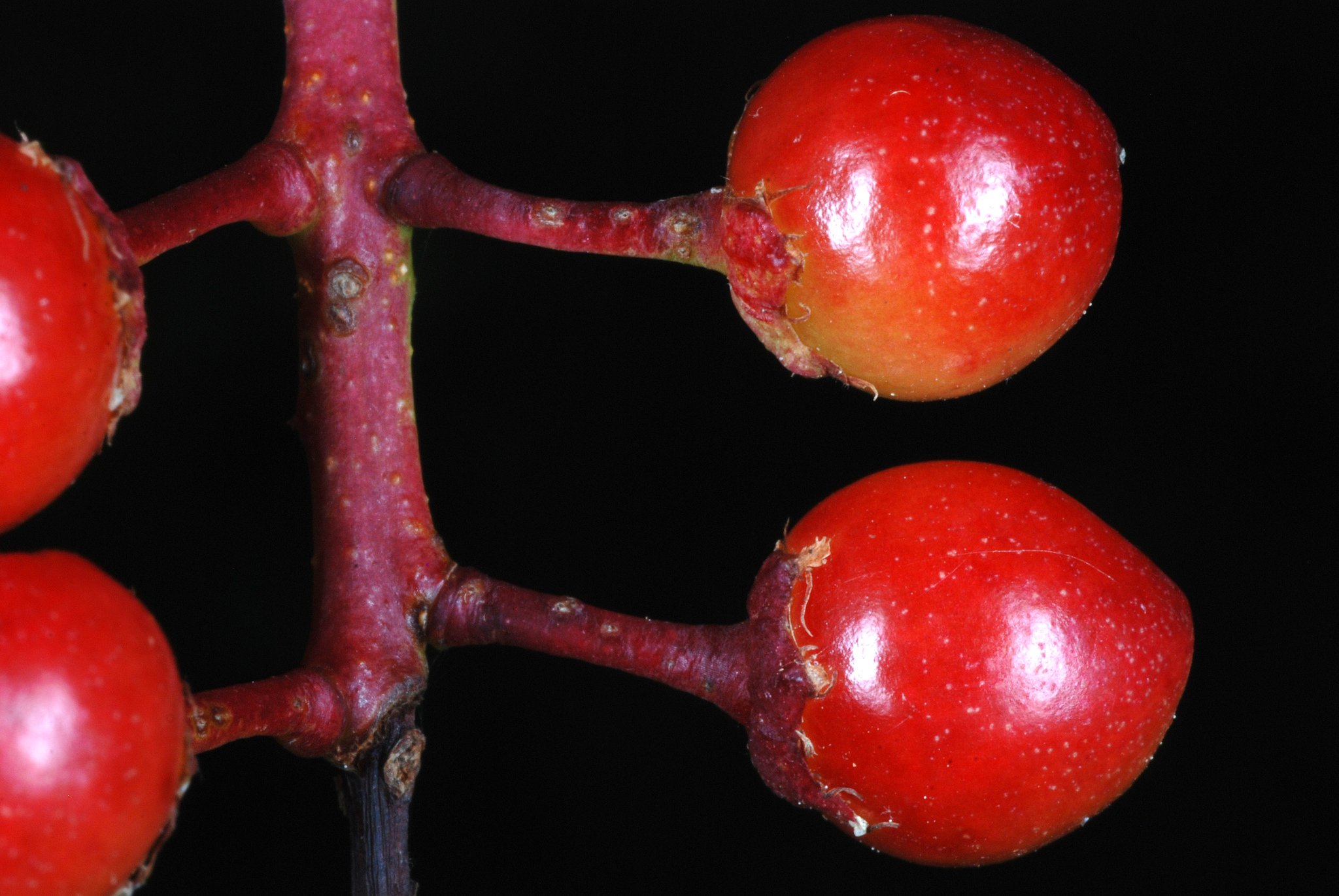 Prunus serotina