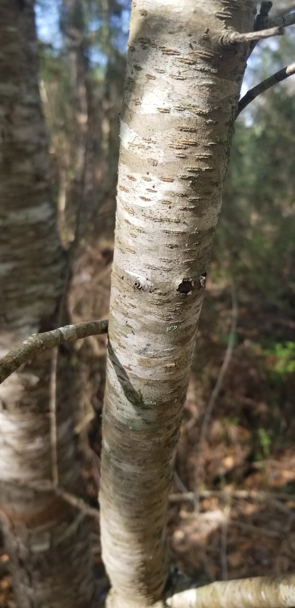 Prunus serotina