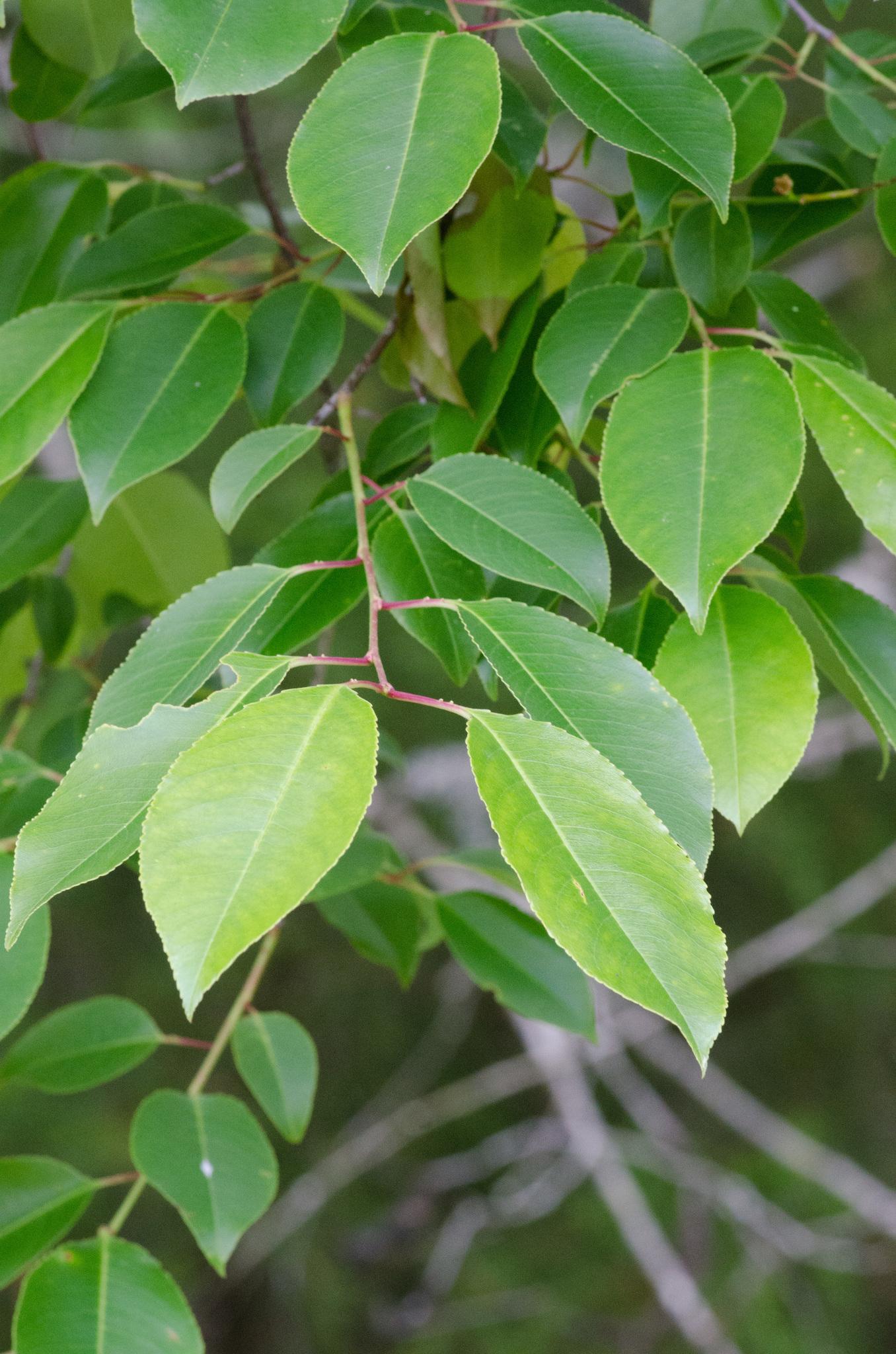 Prunus serotina