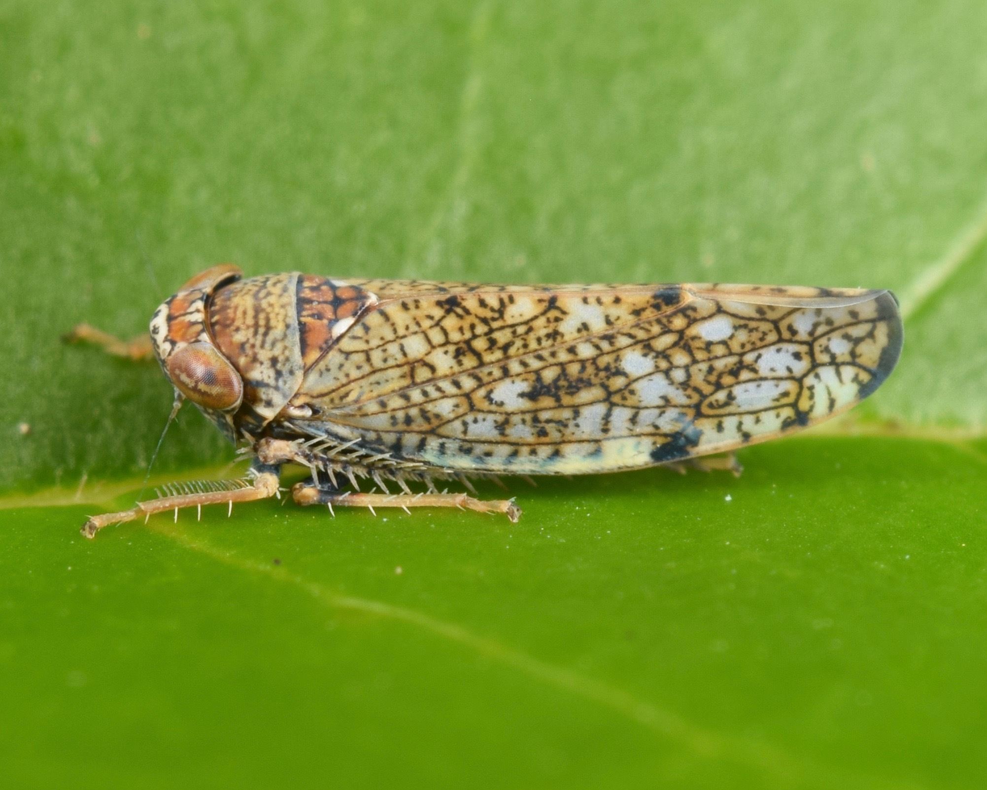 Orientus ishidae