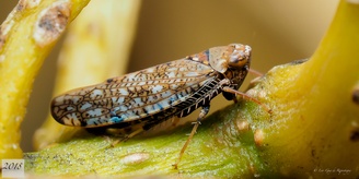Orientus ishidae