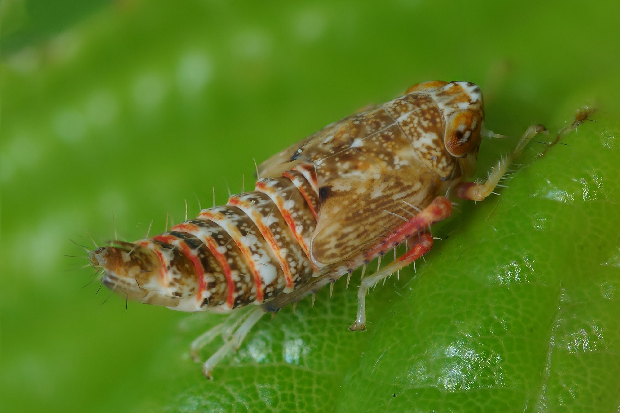 Orientus ishidae