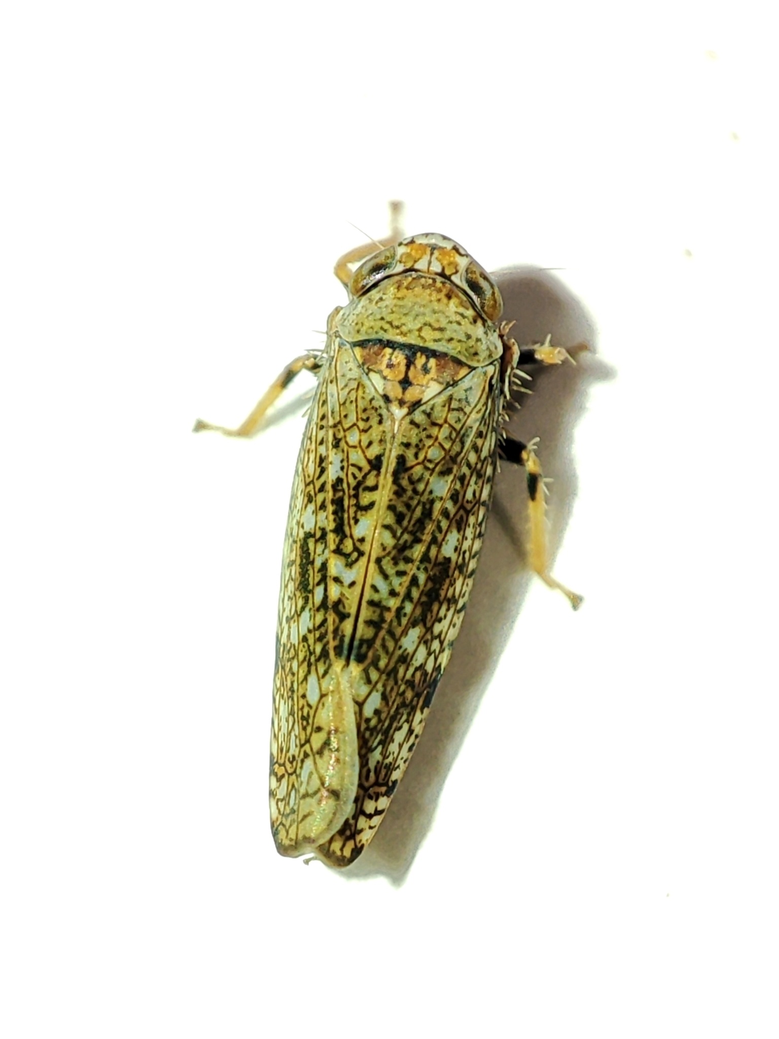 Orientus ishidae