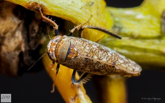 Orientus ishidae