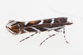 Parectopa robiniella