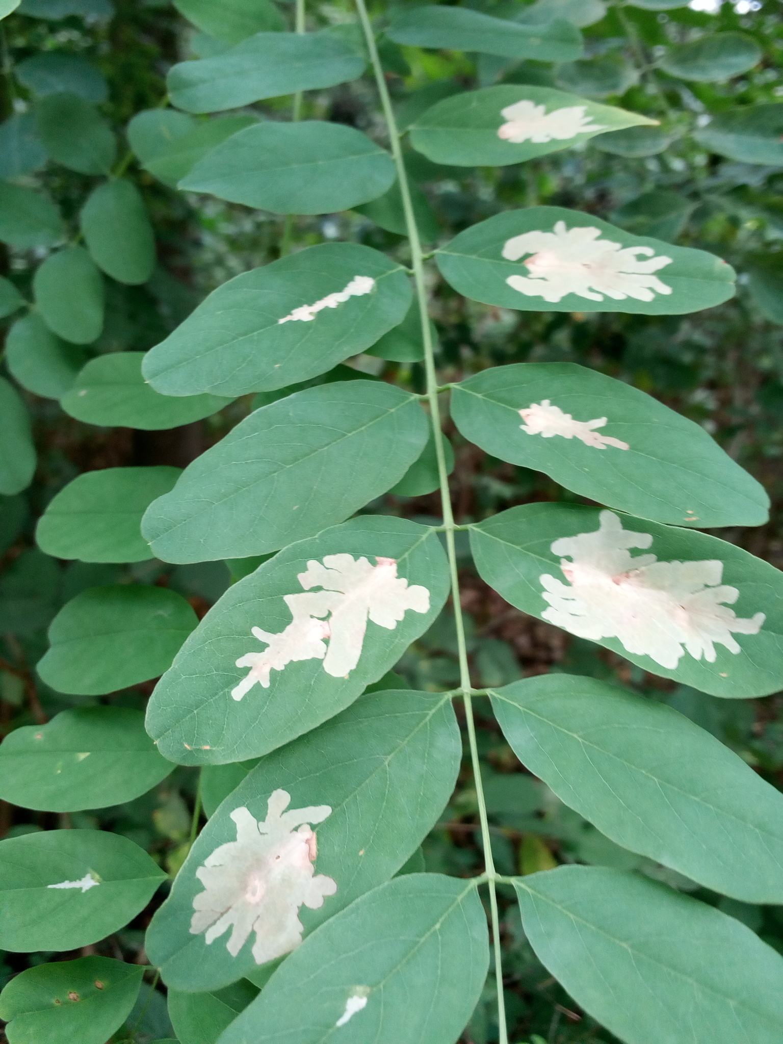 Parectopa robiniella