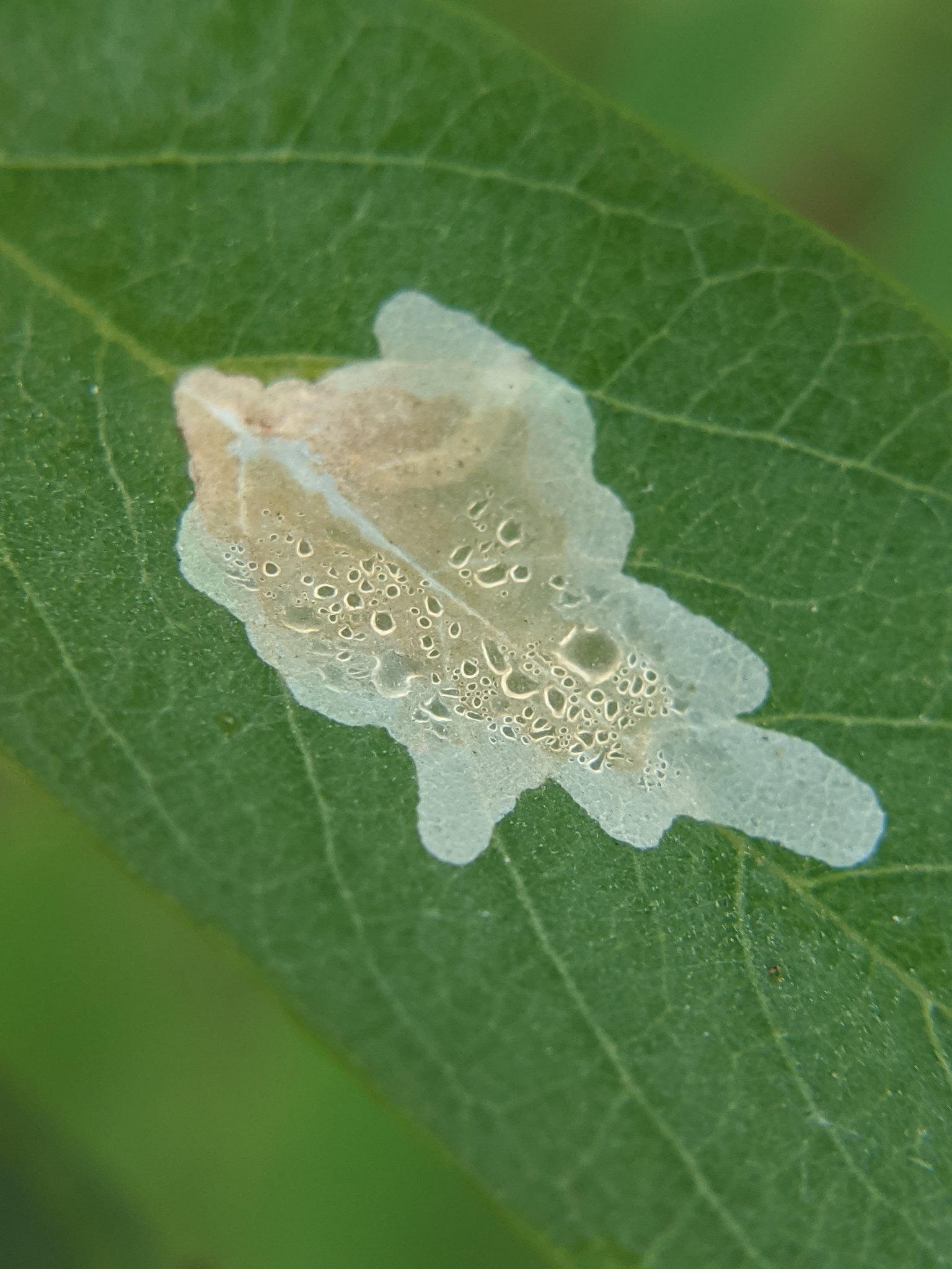 Parectopa robiniella