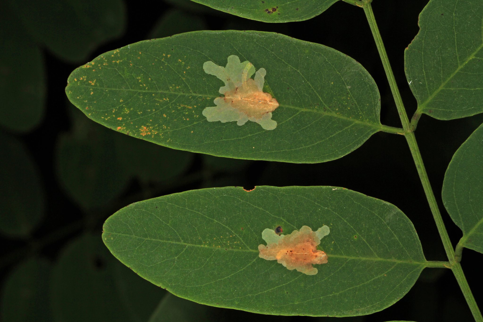 Parectopa robiniella