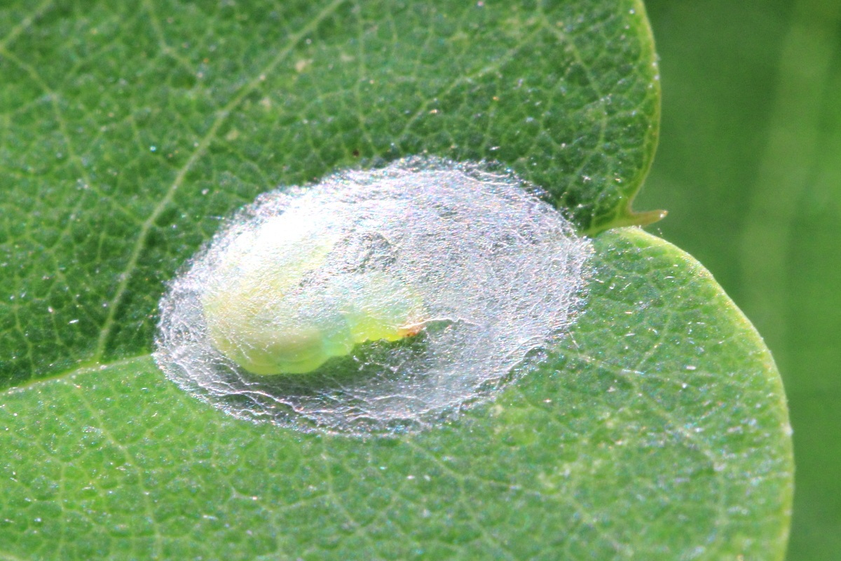 Parectopa robiniella
