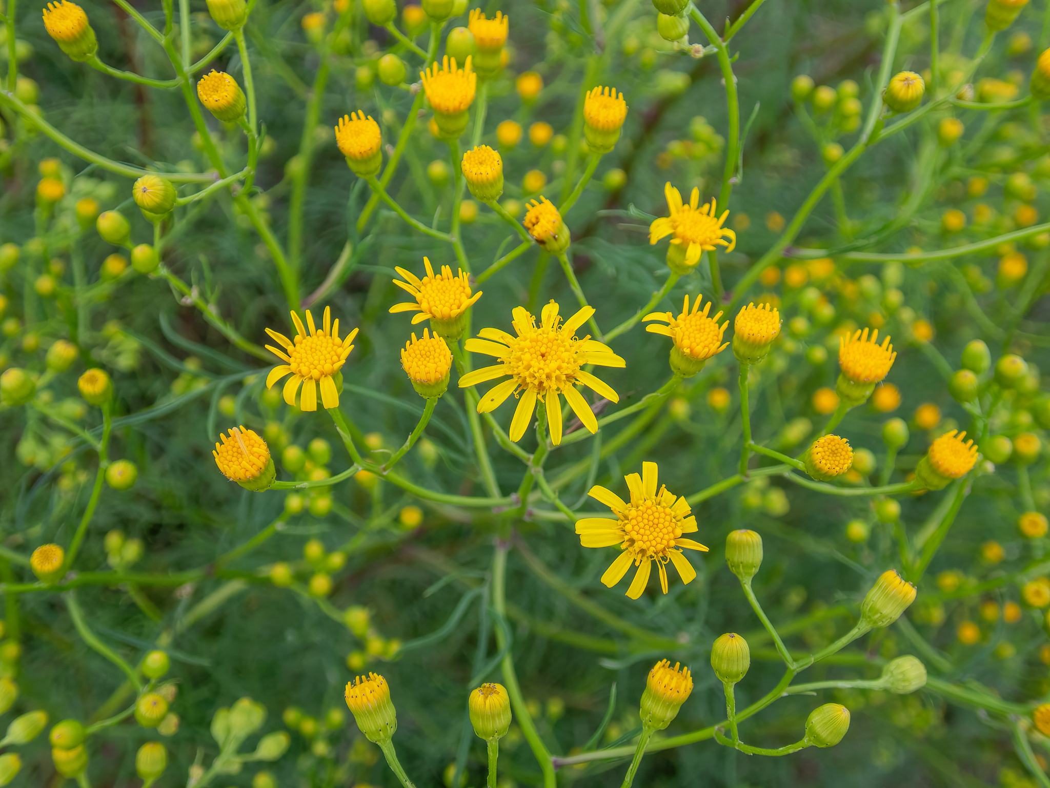 Senecio brasiliensis