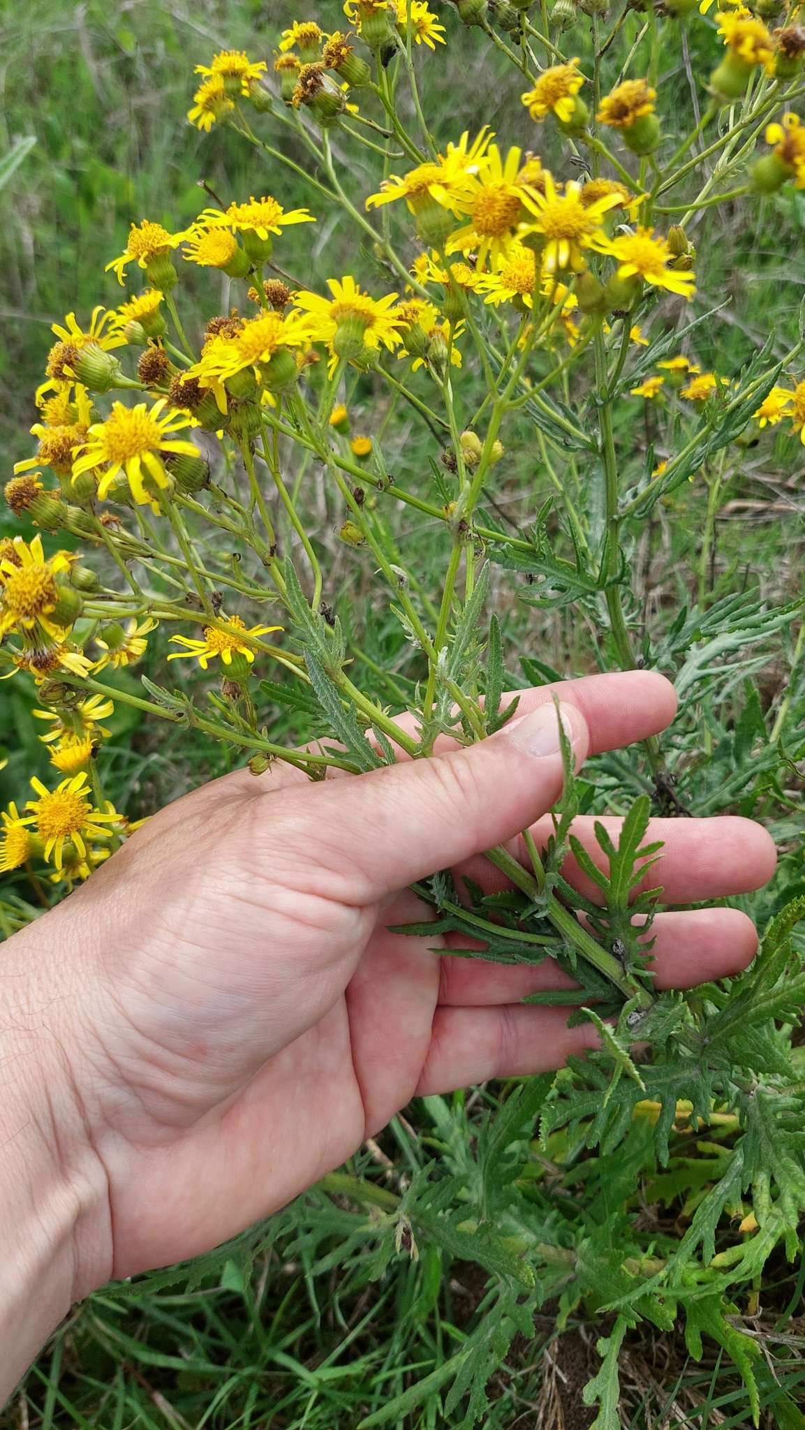 Senecio brasiliensis