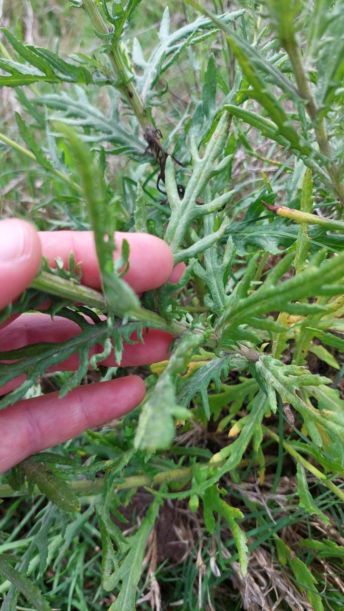 Senecio brasiliensis