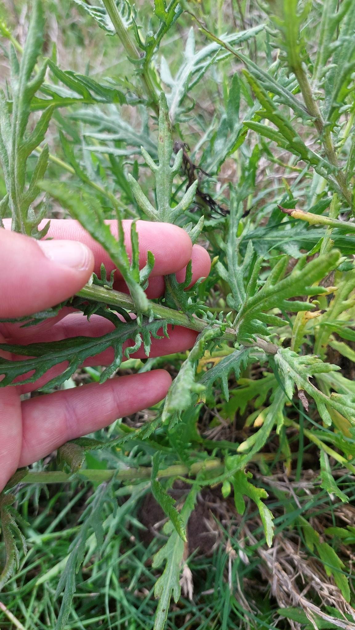 Senecio brasiliensis