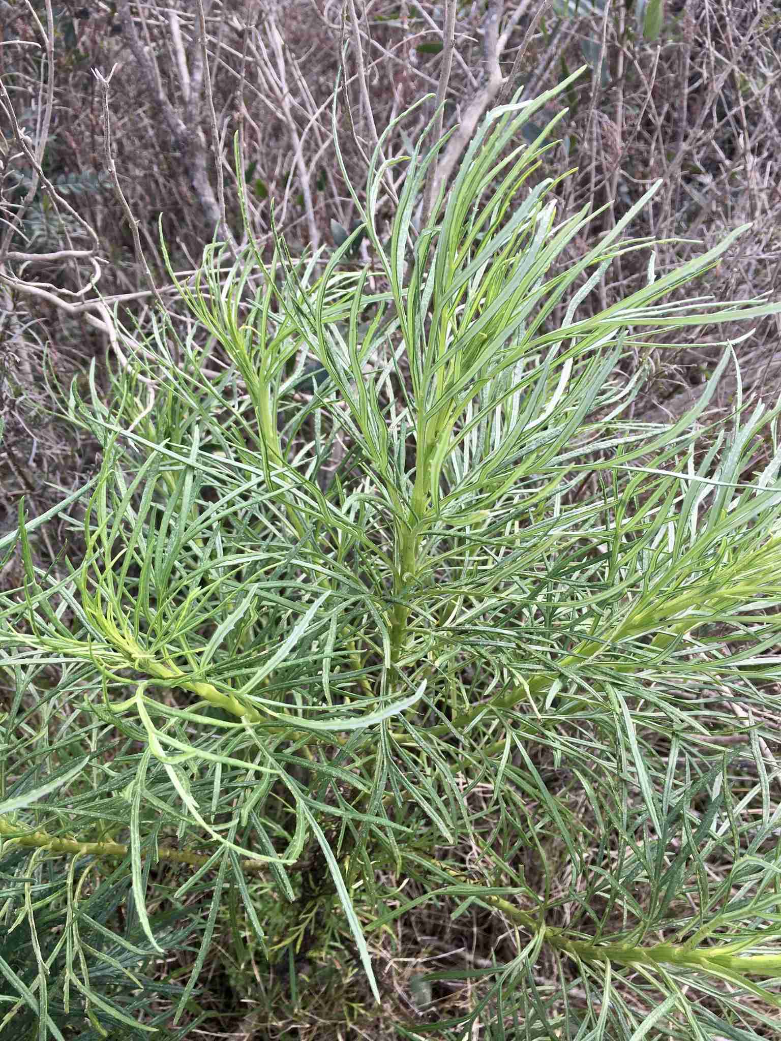 Senecio brasiliensis