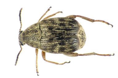 Acanthoscelides obtectus