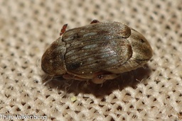 Acanthoscelides obtectus