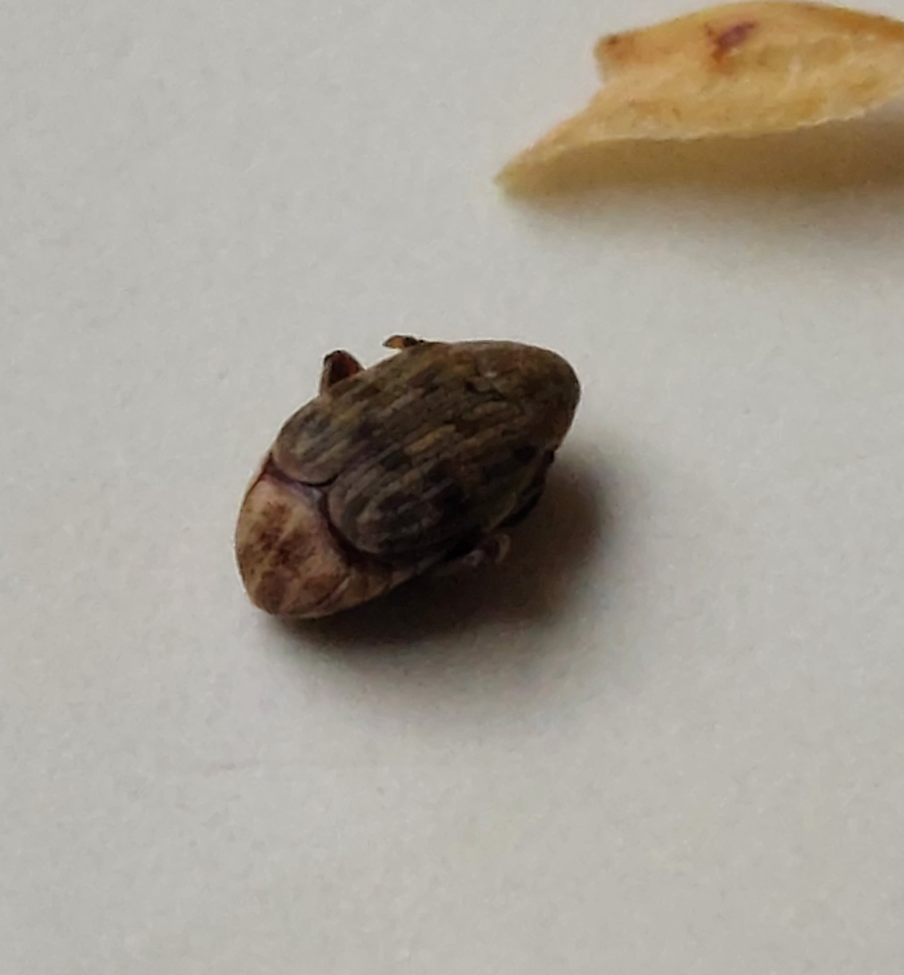 Acanthoscelides obtectus