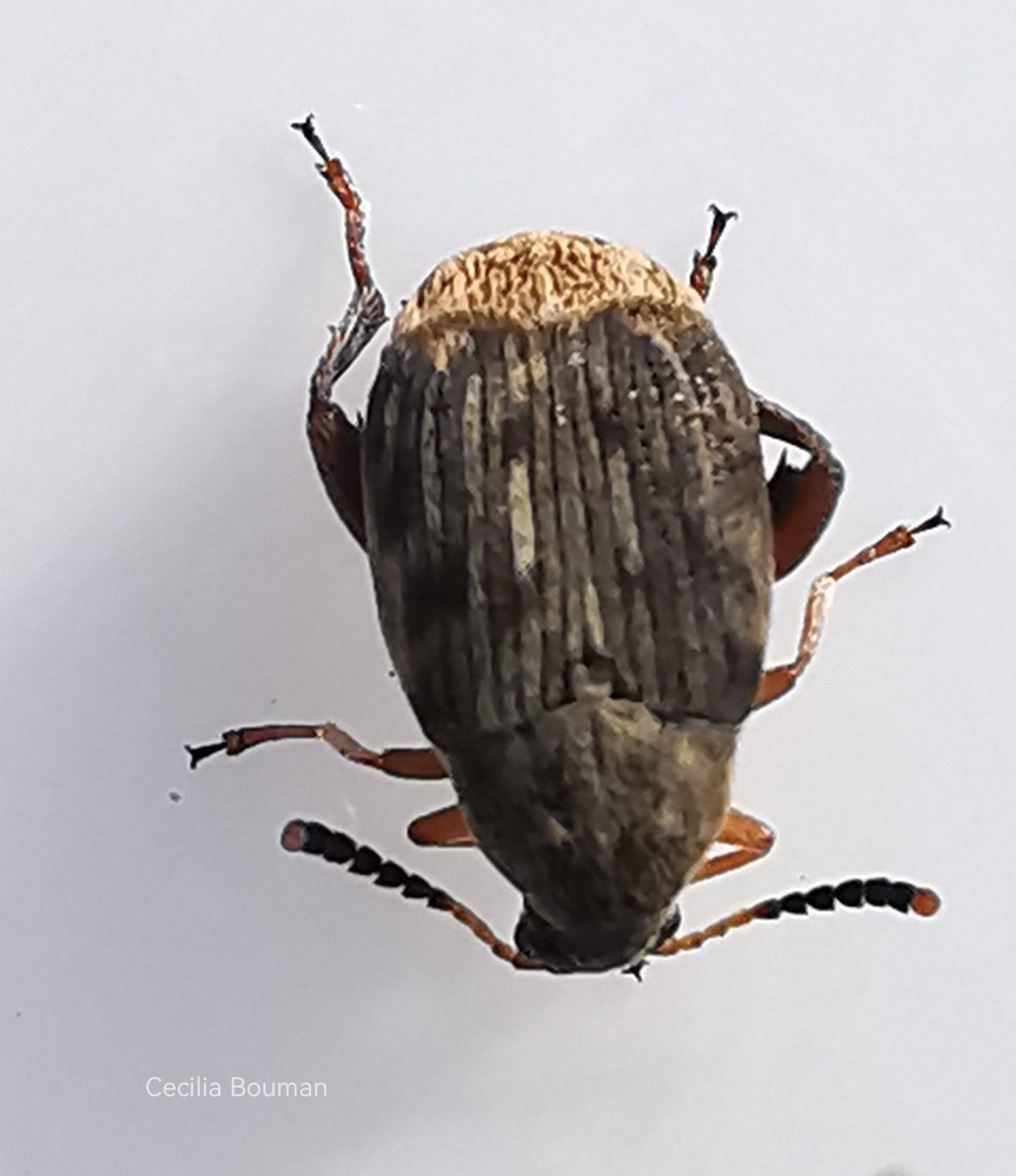 Acanthoscelides obtectus
