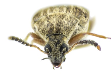 Acanthoscelides obtectus