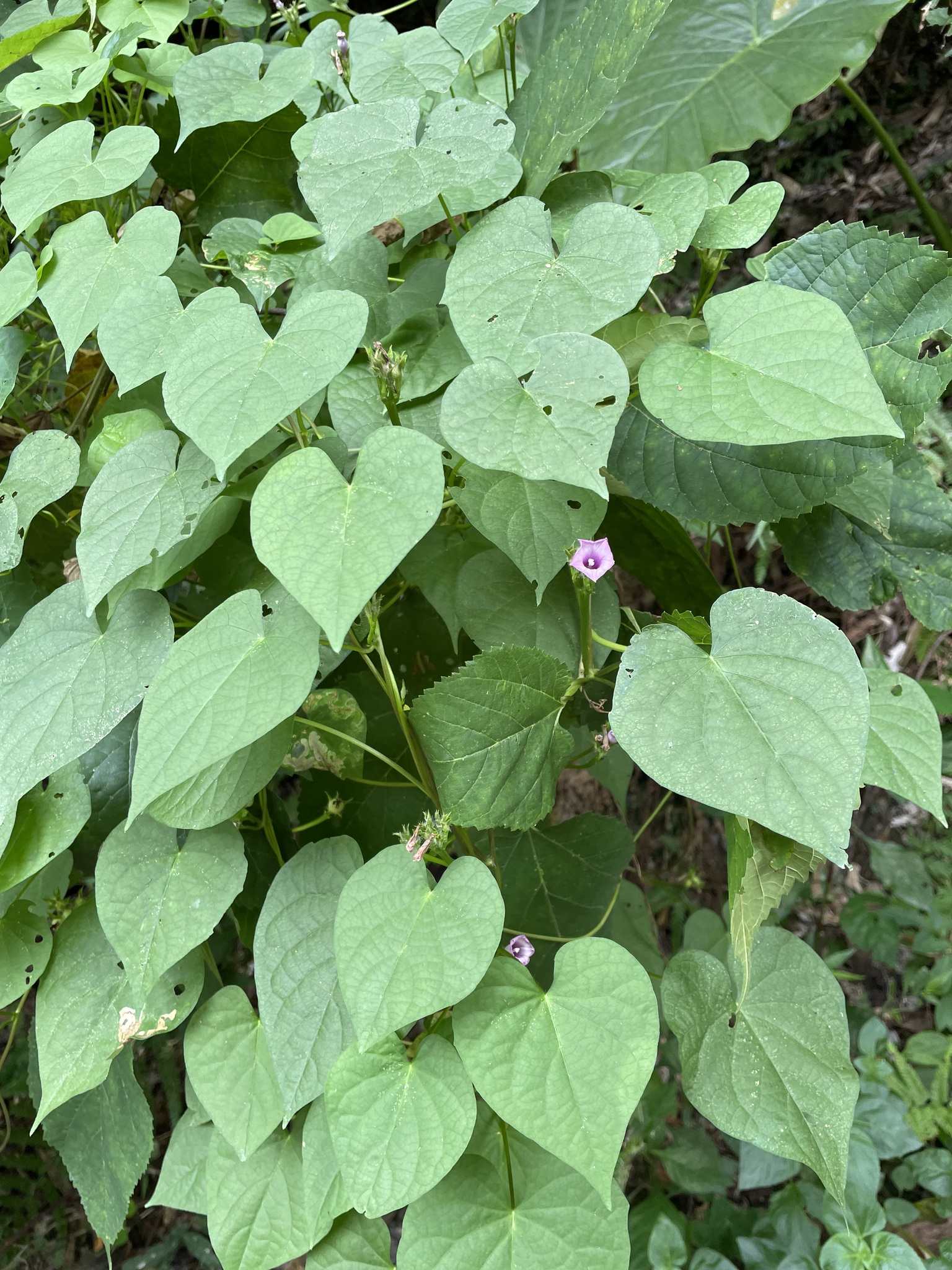 Ipomoea triloba