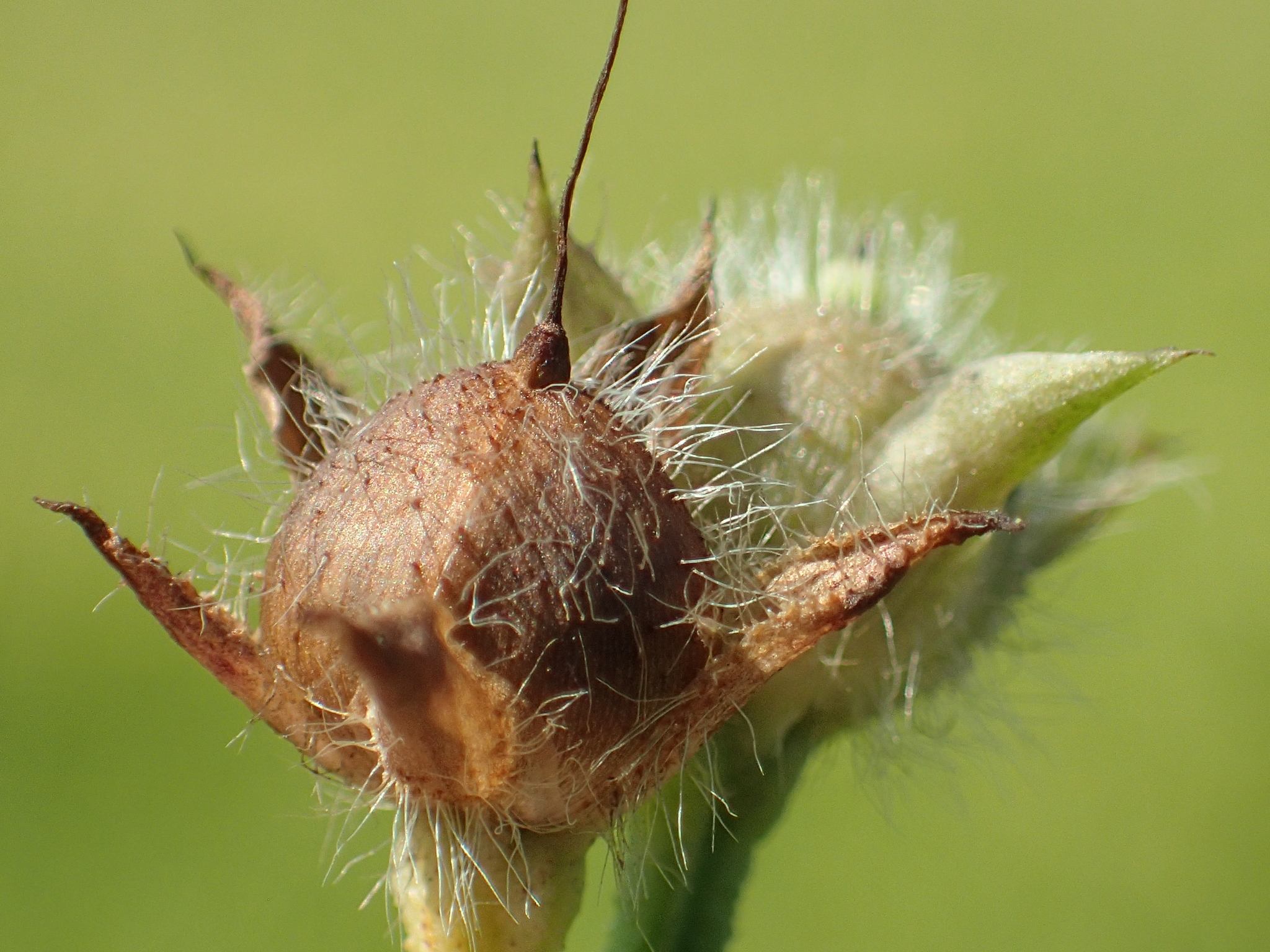 Ipomoea triloba