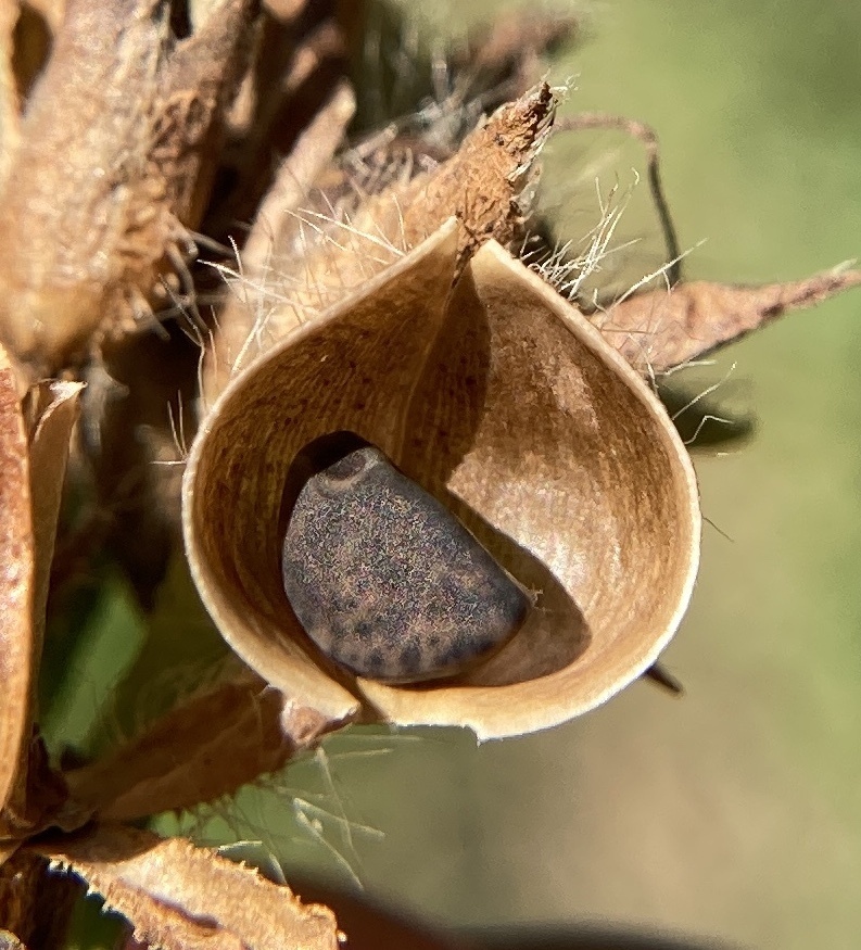 Ipomoea triloba