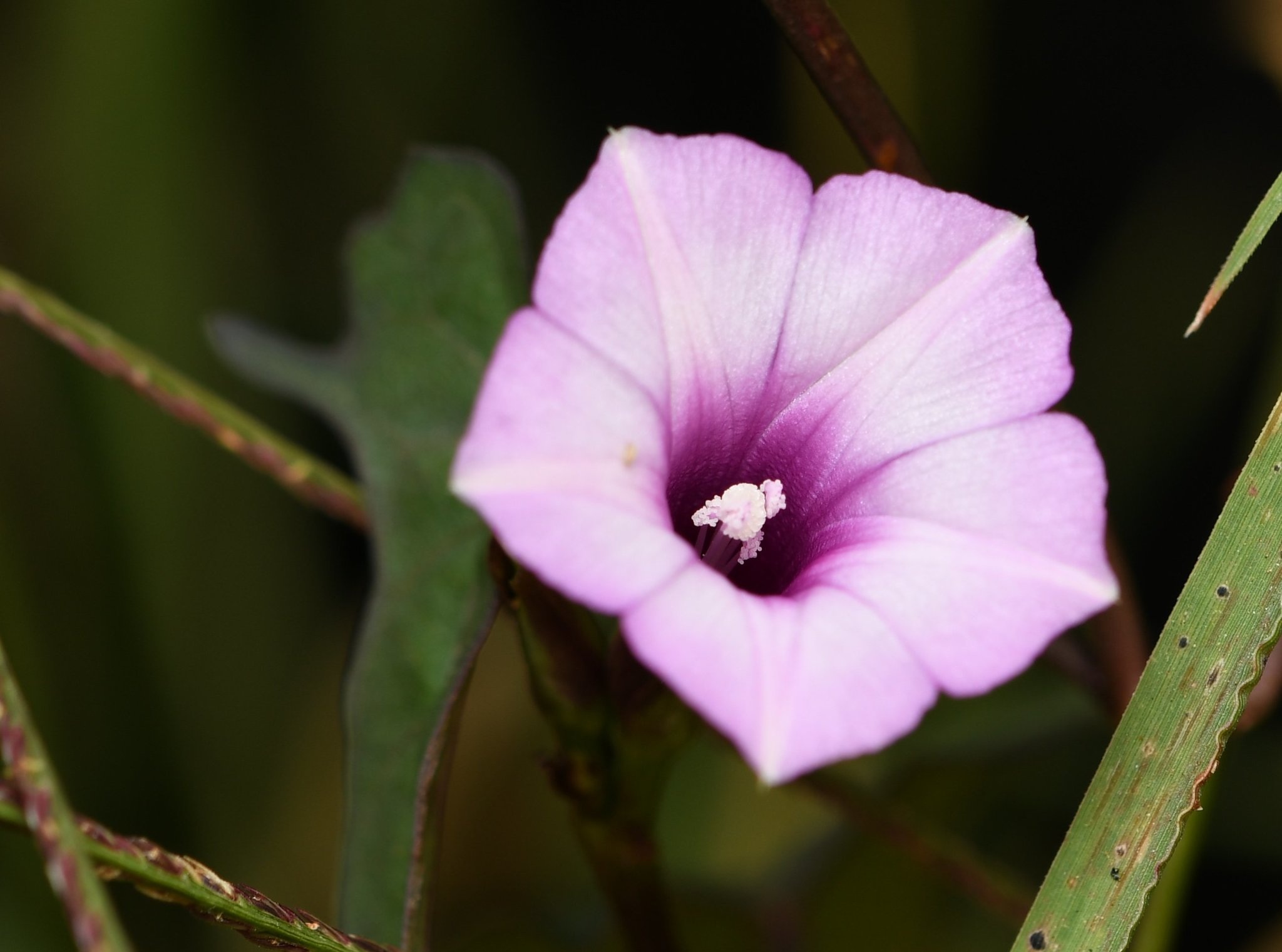 Ipomoea triloba