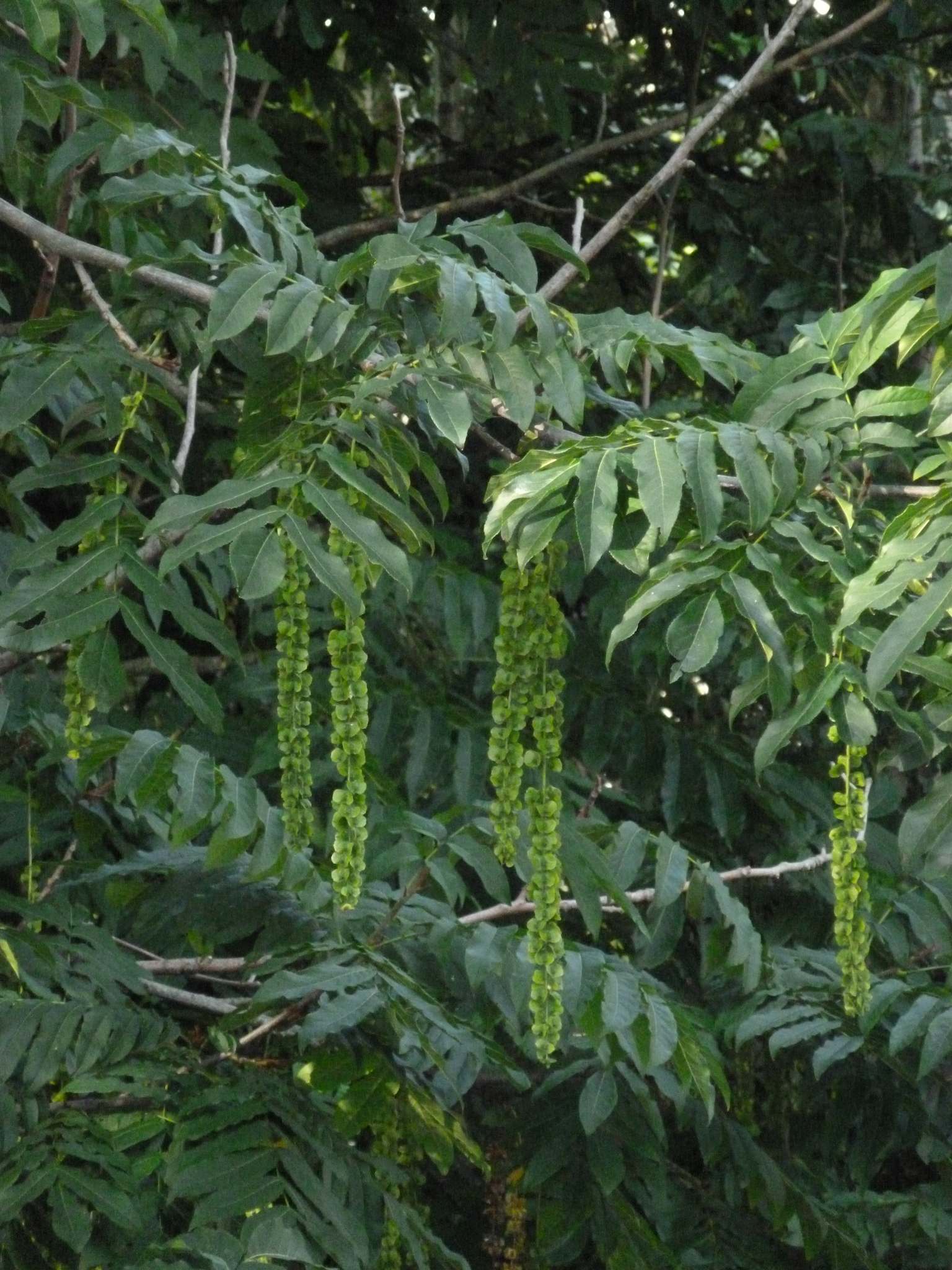 Pterocarya fraxinifolia