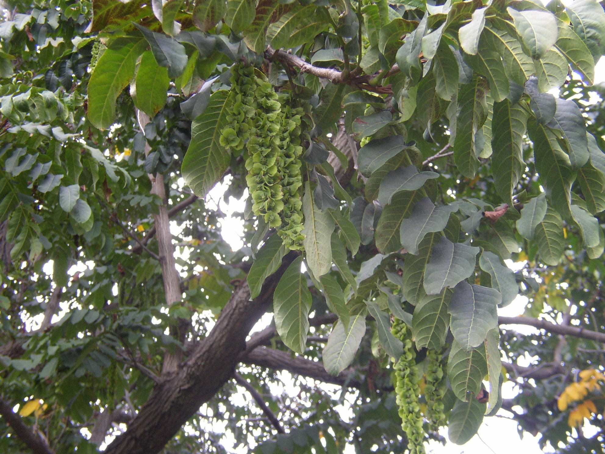 Pterocarya fraxinifolia