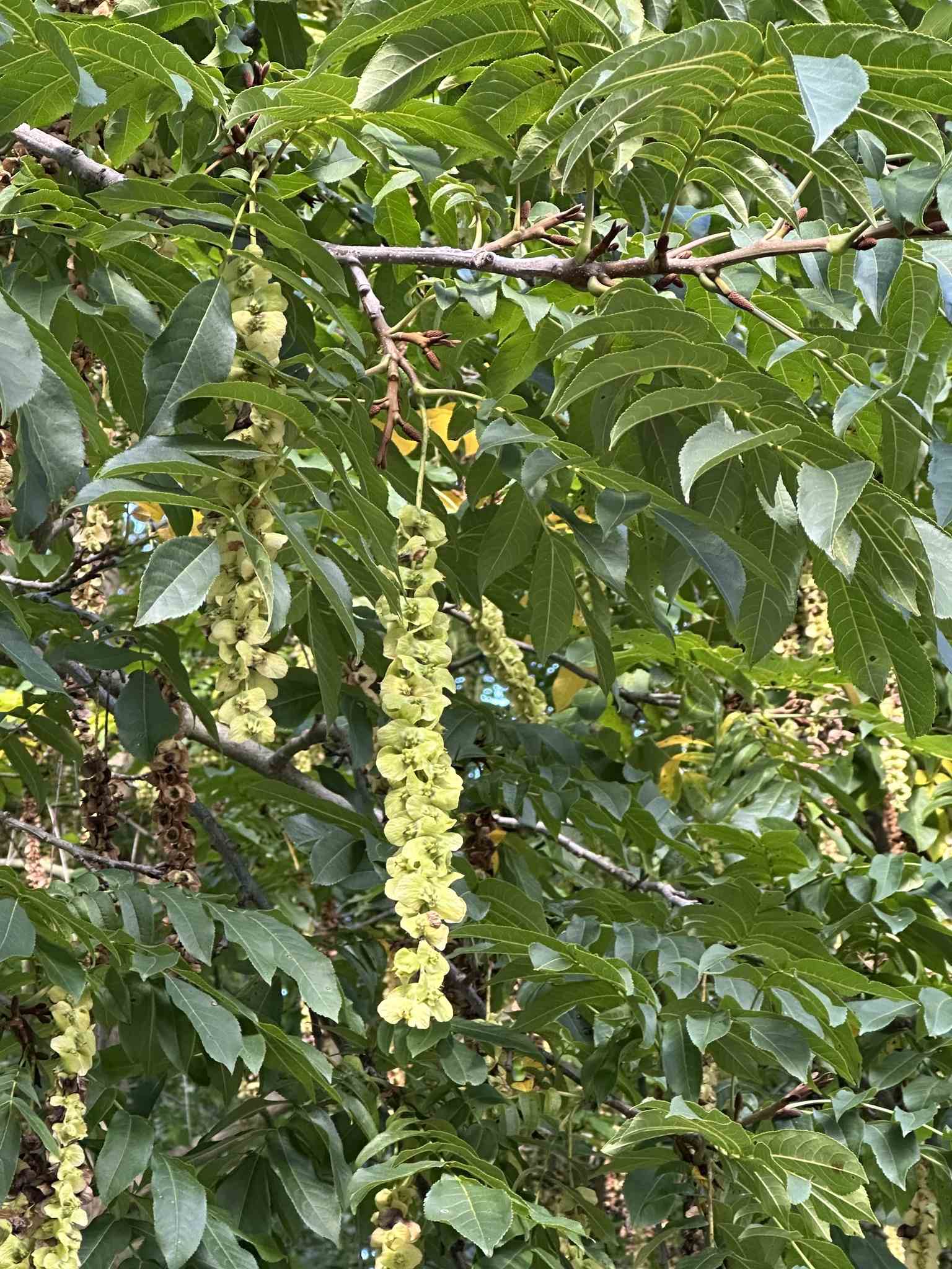 Pterocarya fraxinifolia