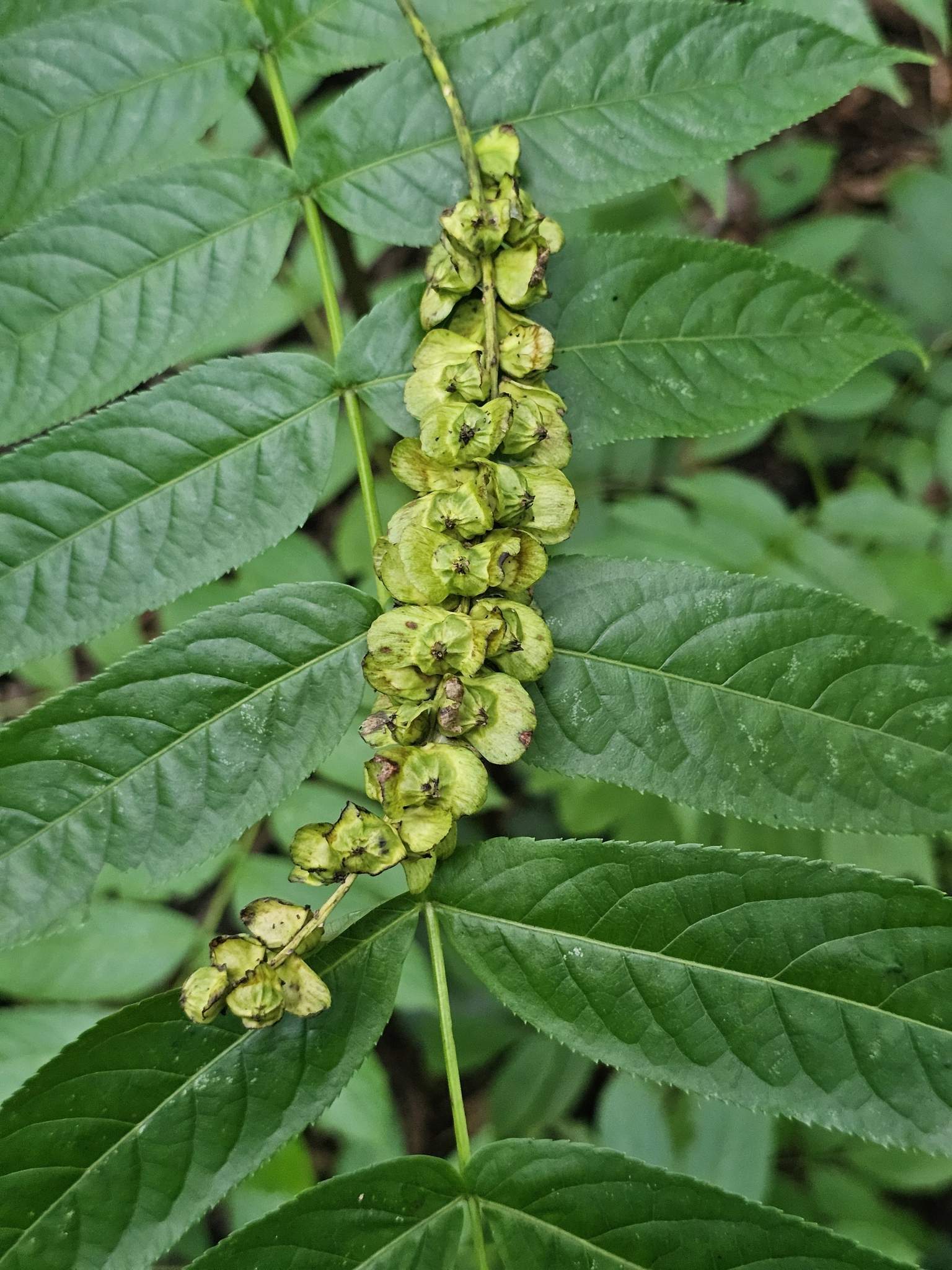 Pterocarya fraxinifolia