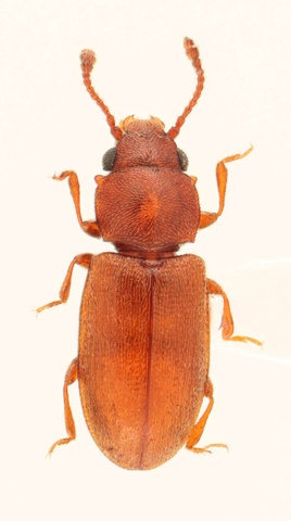 Ahasverus advena