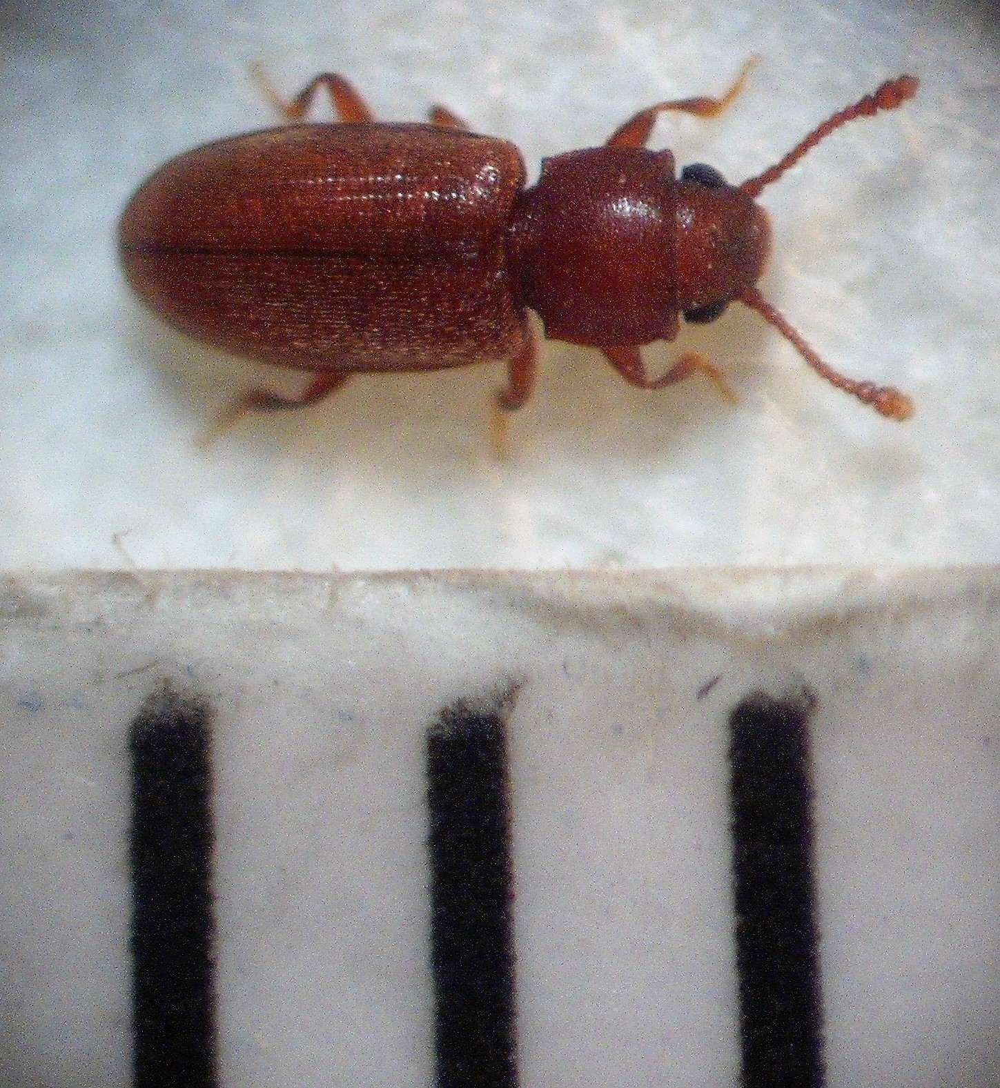 Ahasverus advena