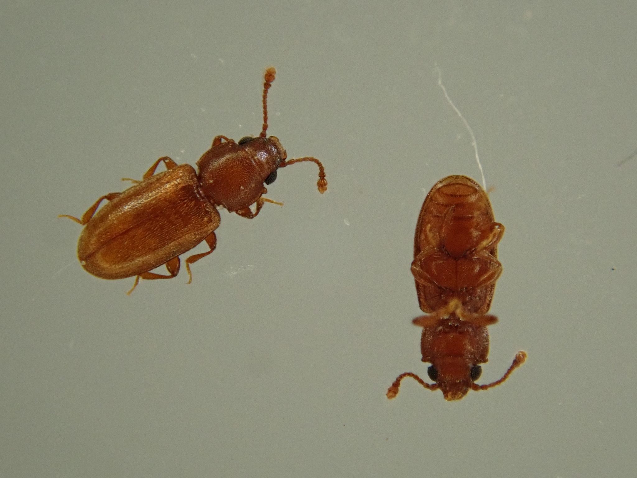 Ahasverus advena